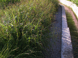 Vivers Càrex - Carex pendula 